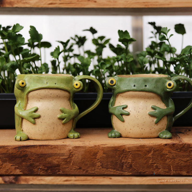 🐸 Frog Week – 4Cats